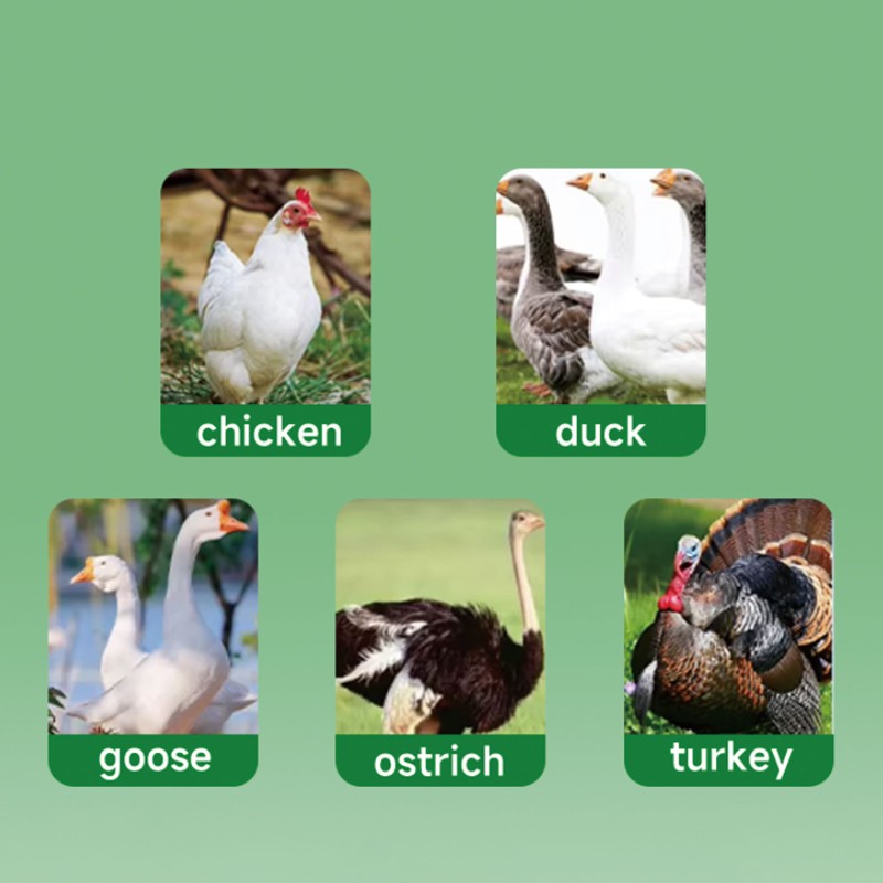 Pet Dental Powder Supplier - Oral Health Care Dental Cleaning Powder Freshens Breath Removes Plaque