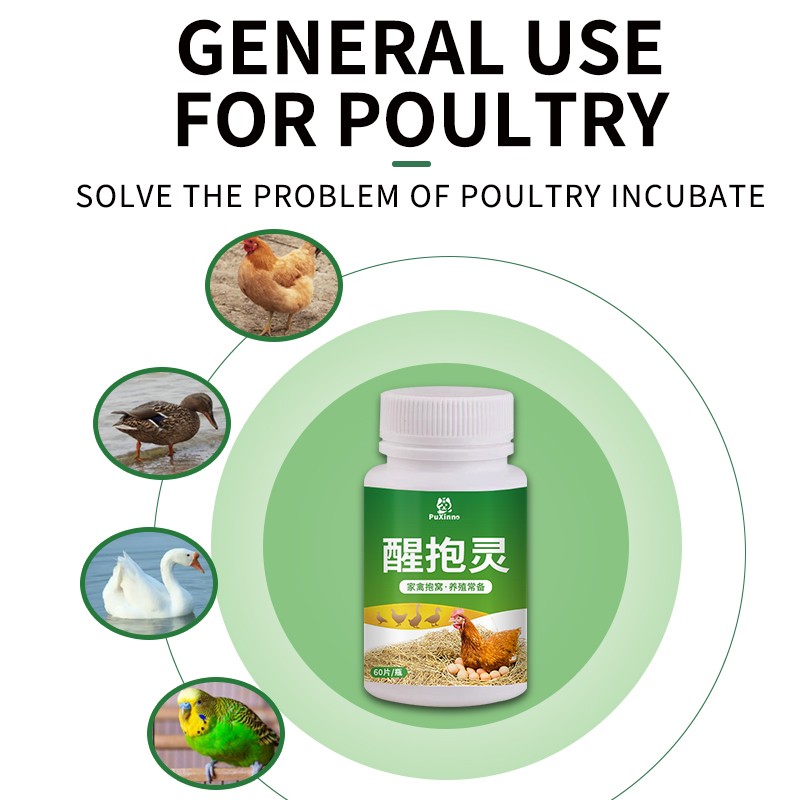 Layer Booster Factory - Egg Booster Fertility Powder Poultry Vitamins Layer Booster Feed Additives