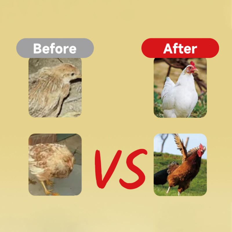 Pet Dental Powder Supplier - Oral Health Care Dental Cleaning Powder Freshens Breath Removes Plaque