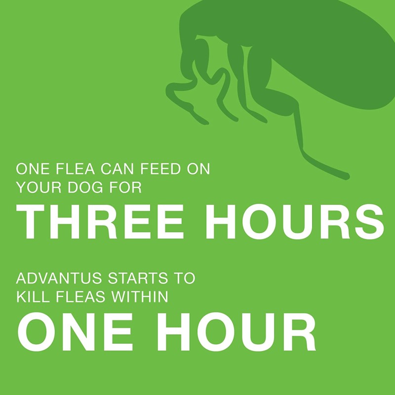 Herbal Treatment Manufacturer - Herbal Natural Flea Tick Treatment for Dogs Effective Safe Parasite Control Pet