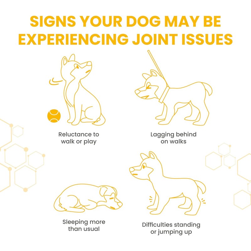 Dog Mobility Supplement Manufacturer - Premium Dog Hip Joint Supplements with Glucosamine Chondroitin MSM