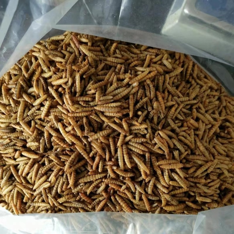 Eco Feed Supplier - Eco-friendly Dried Mealworm for Birds Pets Animals Microwaved Tenebrio Molitor