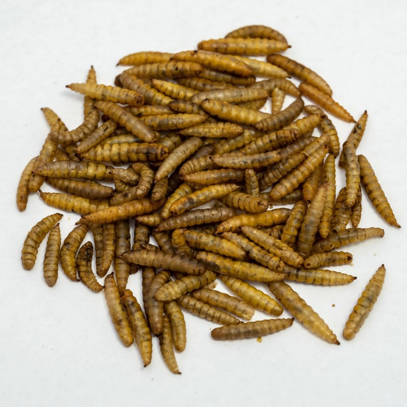 Bird Food Supplier - Dry Food High Protein Dried Black Soldier Fly Larvae High Calcium Worms for Chickens