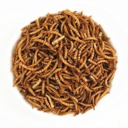 Insect Feed Factory - Wholesale Edible Insect Dried Mealworm Feed Superworm for Animal Nutrition