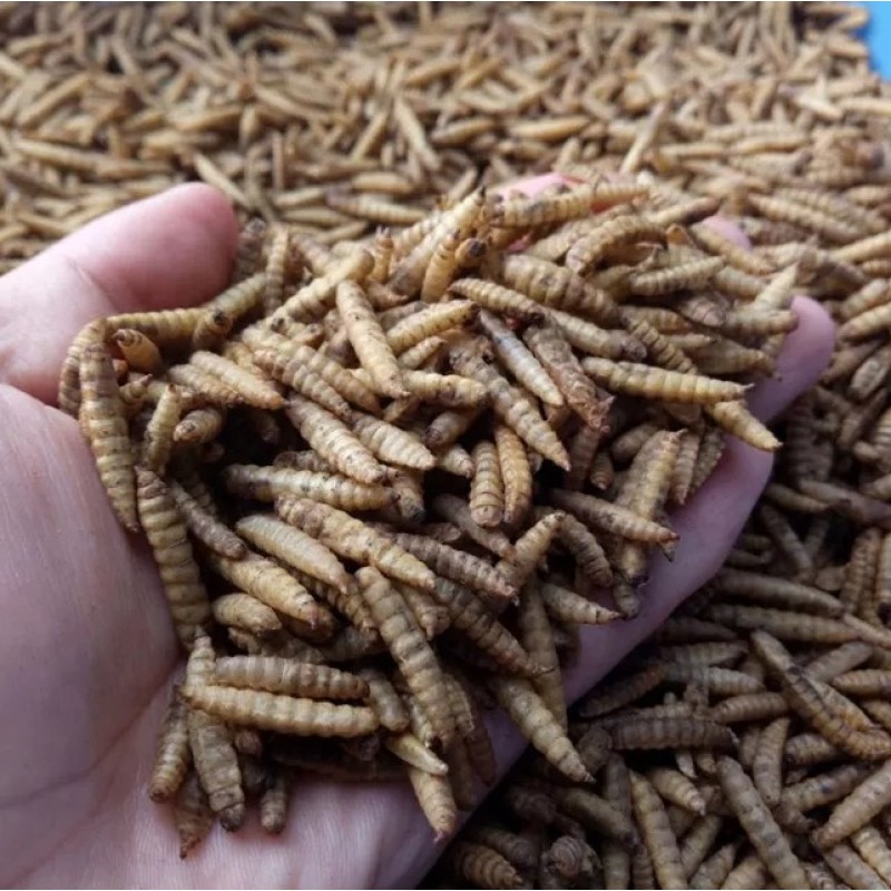 Insect Protein Supplier - Best Selling 100% Natural Healthy Pet Snacks Hot Selling Feed Insect Protein Live