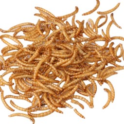 Eco Feed Supplier - Eco-friendly Dried Mealworm for Birds Pets Animals Microwaved Tenebrio Molitor