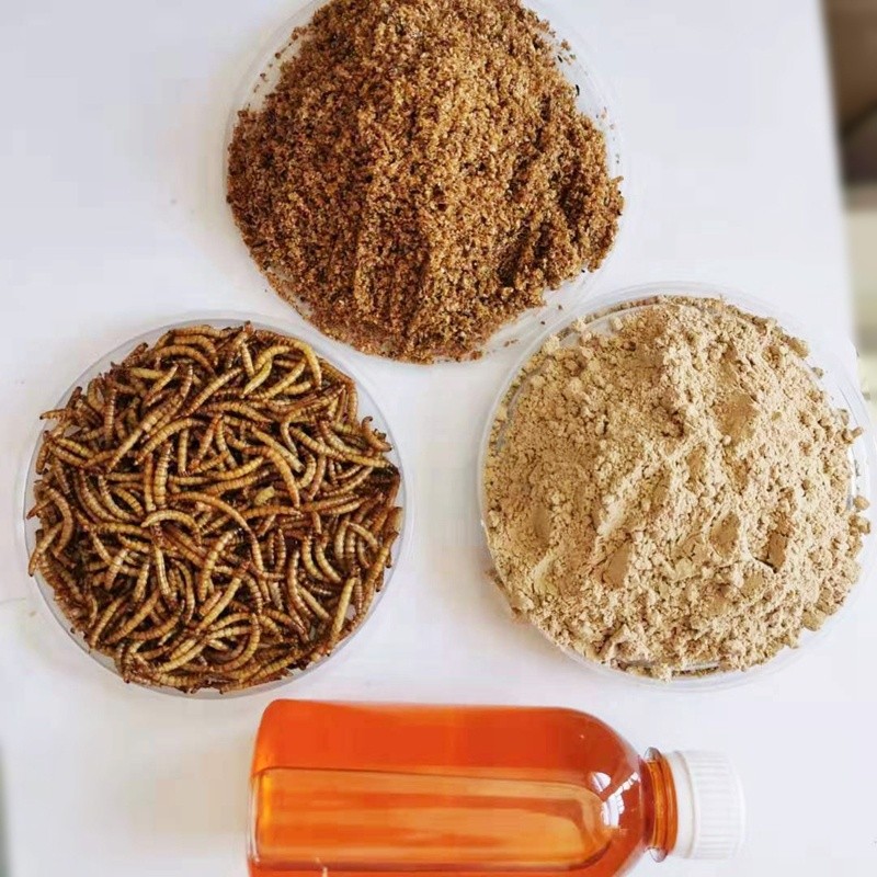 Aquatic Feed Factory - Aquatic Feed Additives Mealworm Oil Insect Oil for Aquaculture Nutrition