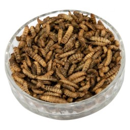 Pet Snack Factory - China Popular Good Palatability Mealworm Farm Cat Treats Black Soldier Fly Pet Snack
