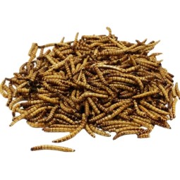 Mealworm Feed Manufacturer - Chicken Feed Yellow Dry Dried Tenebrio Molitor Mealworm for Animal Feed