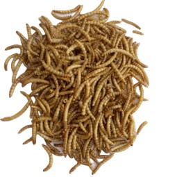 Food Ingredients Manufacturer - Dried Mealworms Yellow Dry Food Ingredients for Animal Feed