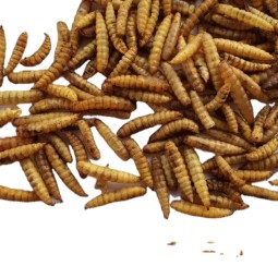 Animal Feed Manufacturer - High Protein Animal Feed Microwave Drying Dried Black Soldier Fly Larvae Dried BSF