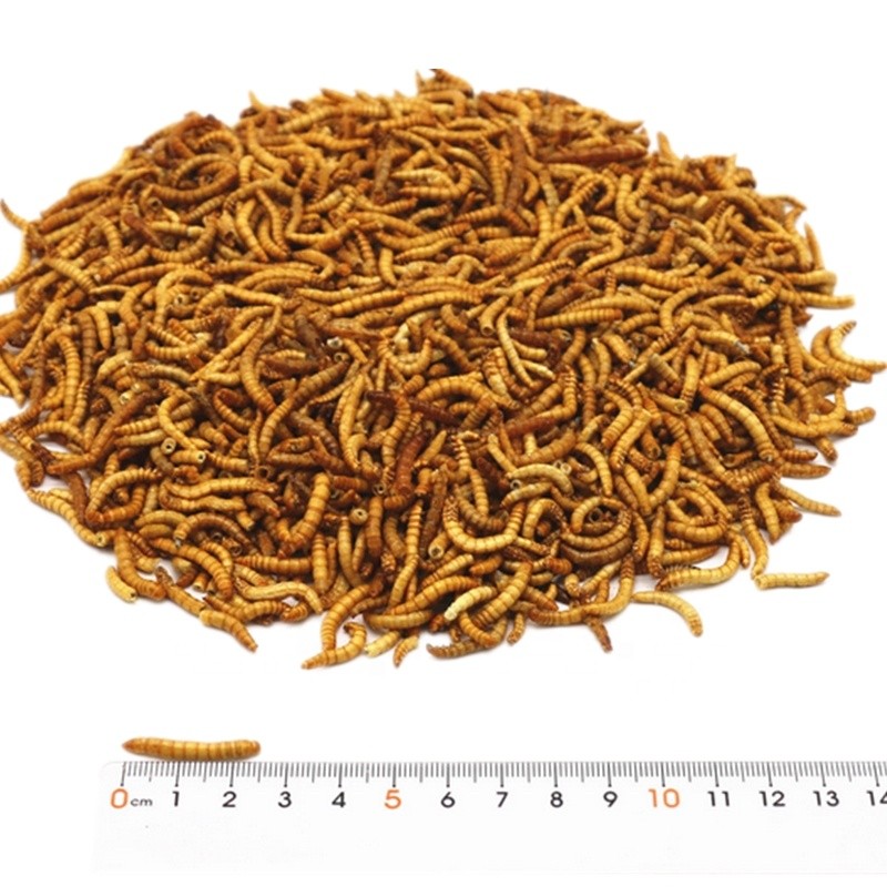 Dried Mealworm Supplier - Microwave Freeze Tenebrio Molitor Yellow Dried Mealworm for Feed
