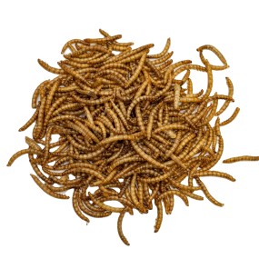 Animal Food Supplier - Yellow Dried Mealworm Larvae Pupa Bird Pet and Farm Animal Food