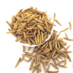 BSF Larvae Factory - Factory Wholesales Dried Black Soldier Fly Larvae Premium Insect-Based Pet Dry Food