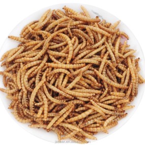 Dried Mealworms Supplier - High Protein Dry Food Additives for Pet Fish Birds Forest Frogs