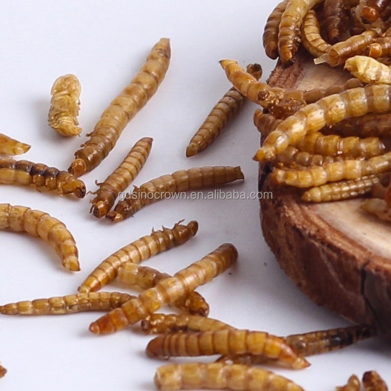 Bird Food Factory - High Quality Dry Food Yellow Mealworms for Birds and Pet Animals