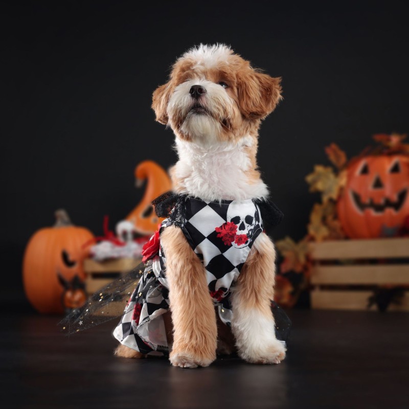 Halloween Dog Costume Manufacturer - Small Pets Spider Dress