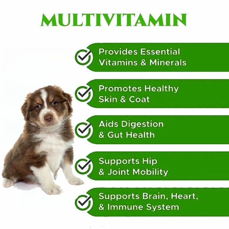 Pet Probiotics Supplier - OEM Gut Health Allergy Immune