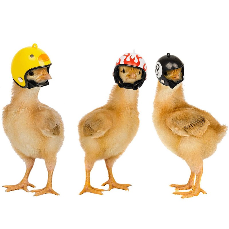 Pet Helmet Manufacturer - OEM Chicken Duck Quail Head Safety