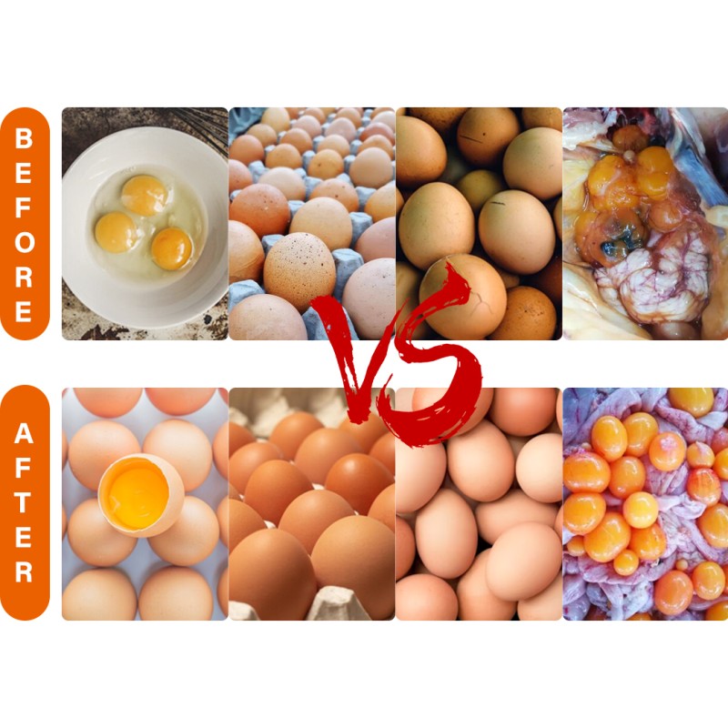 Layer Egg Booster Factory - OEM Vitamin Premix Probiotics Complex