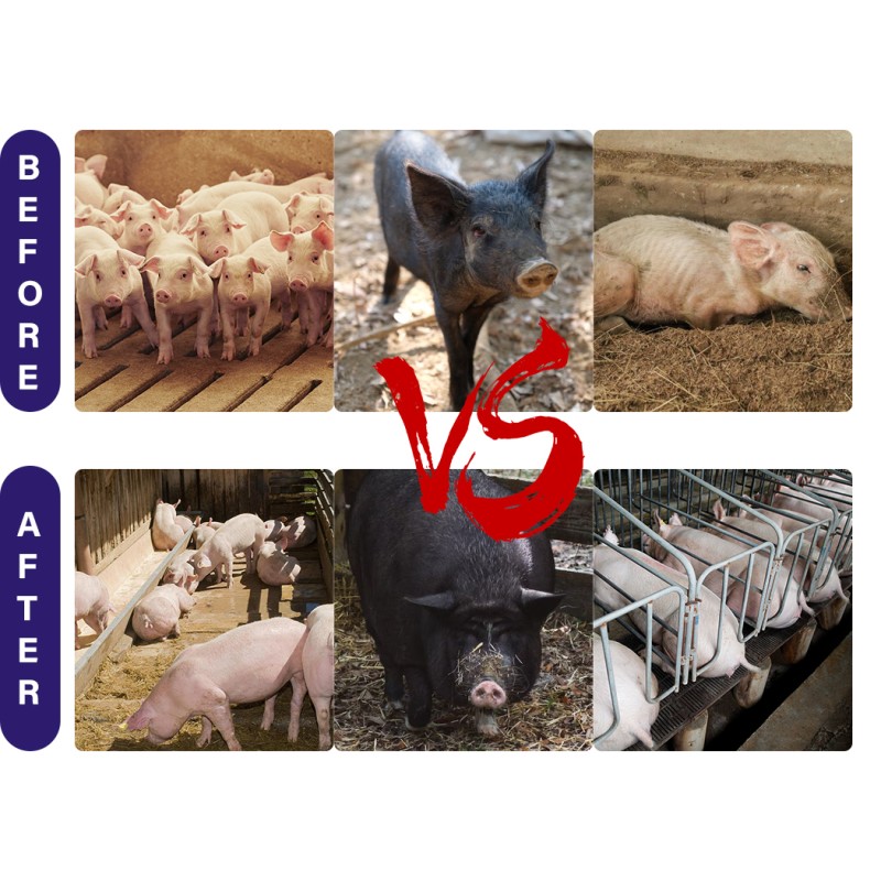 Pig Growth Supplement Manufacturer - Fast Weight Gain Fattening Booster
