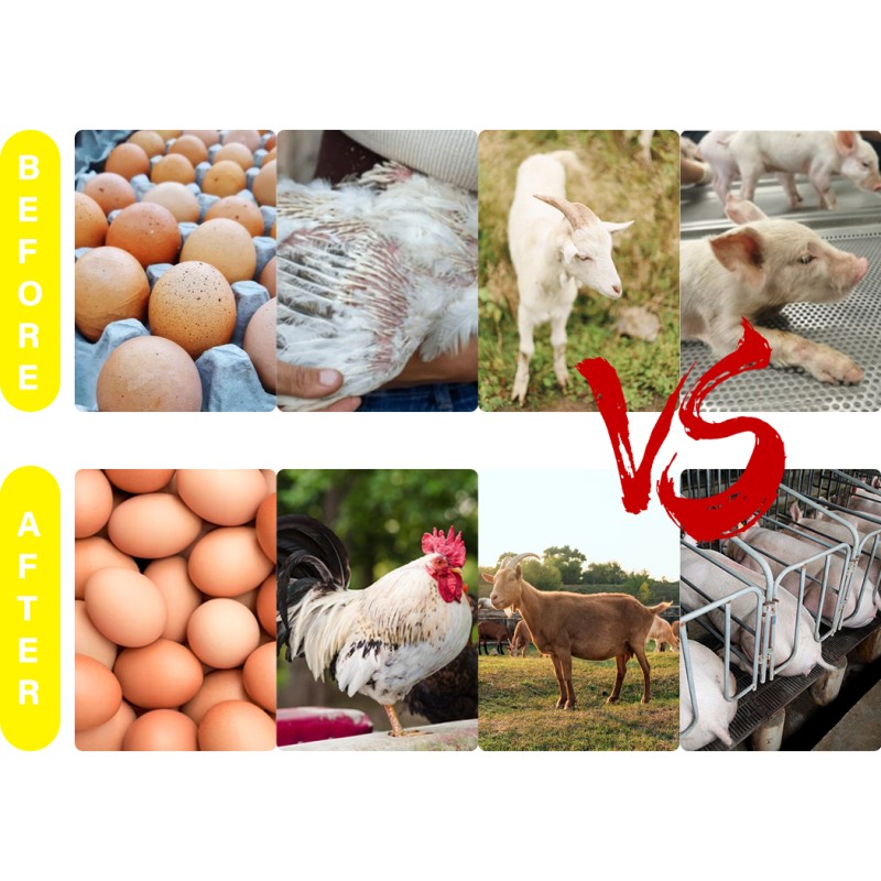 Poultry Vitamin Solution Supplier - AD3E Oral Powder for Chicken Duck