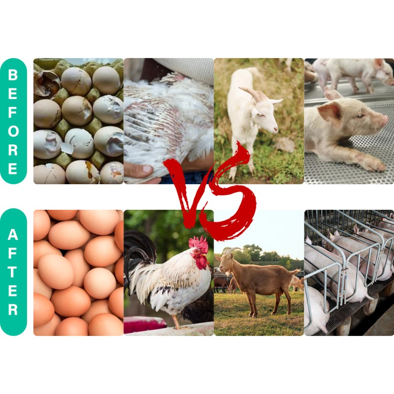 Poultry Oral Solution Manufacturer - Egg Booster Vitamin AD3E Liquid