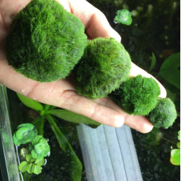 Aquarium Moss Balls Manufacturer - Aquatic Plants Decorations