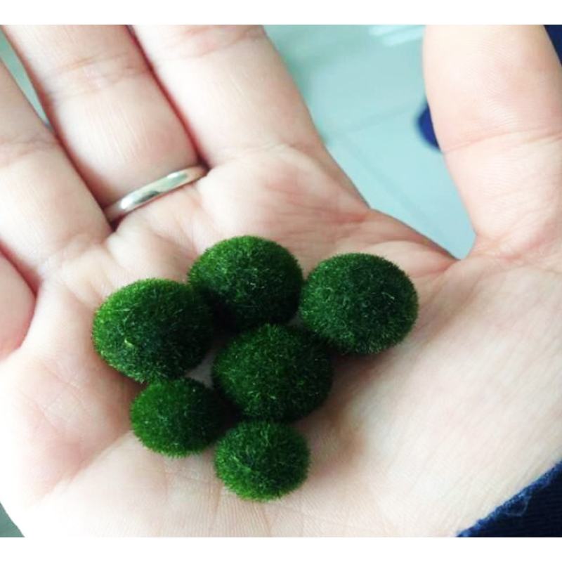 Aquarium Moss Balls Manufacturer - Aquatic Plants Decorations