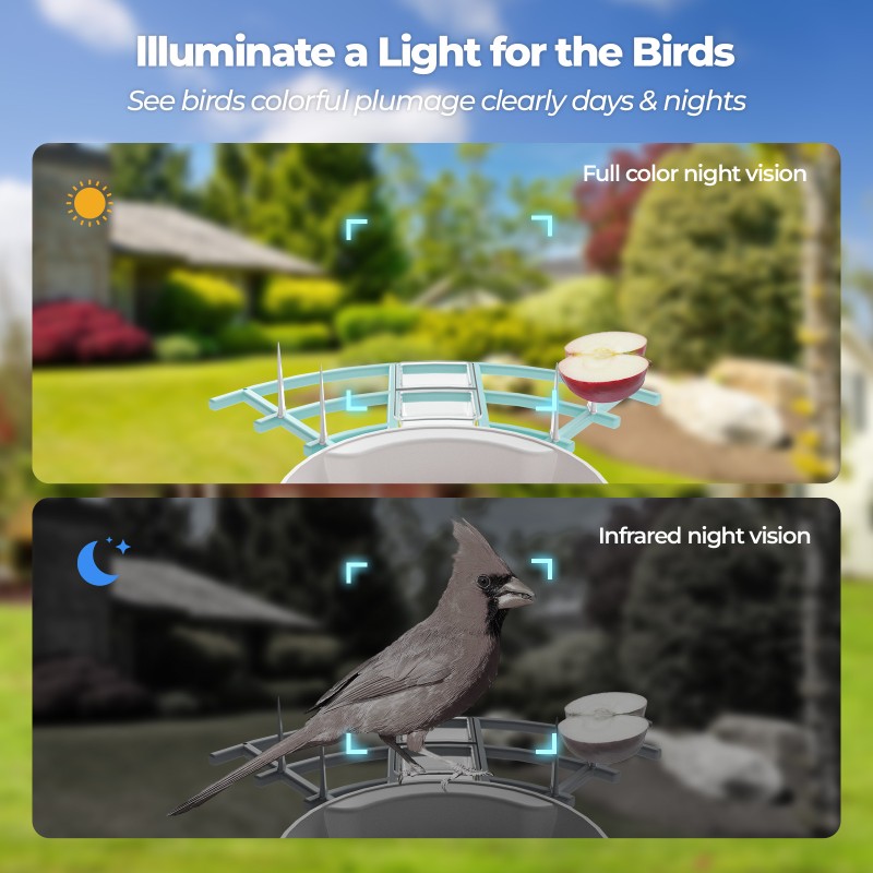 Bird Feeder Supplier - Solar-Powered IP65 Night Vision