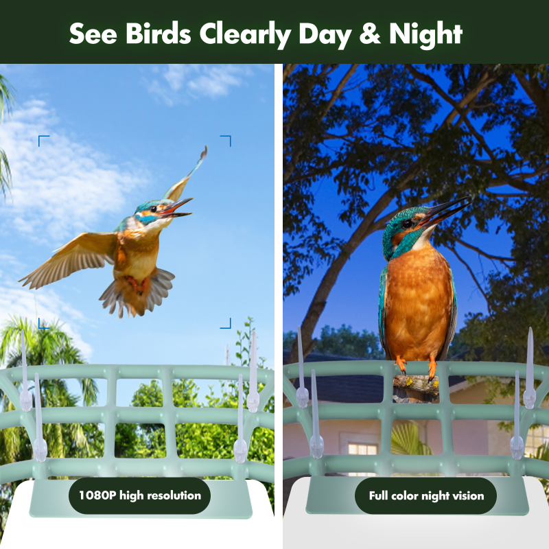 Bird Feeder Supplier - Solar Powered AI Species Recognition