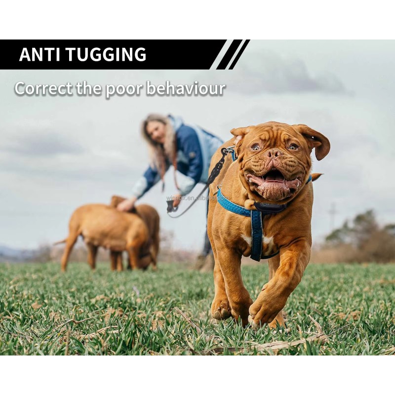 Dog Training Collar Factory - Luxury Behavior Modification Lights