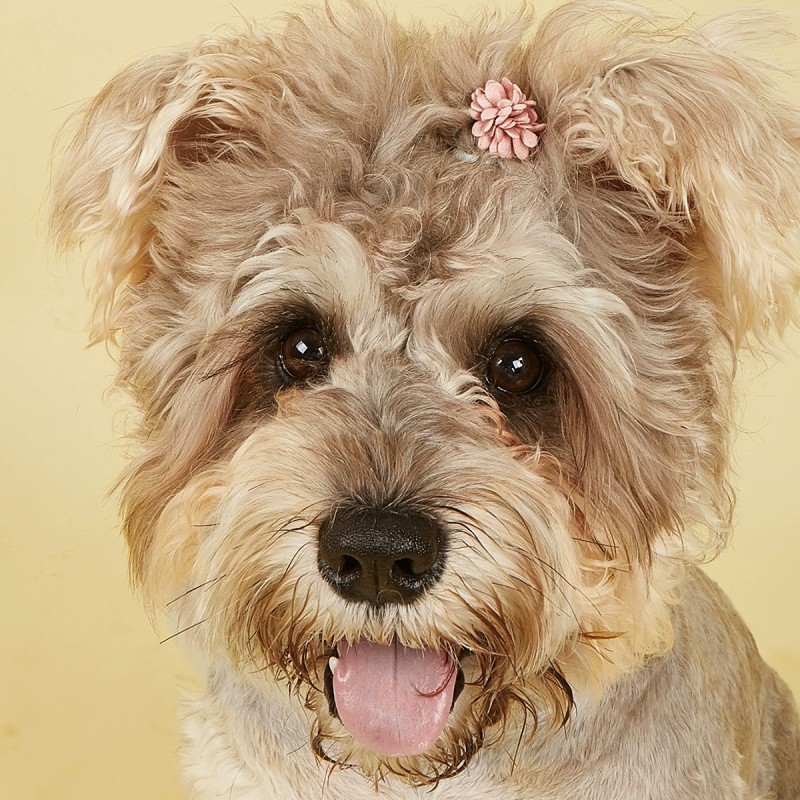 Pet Hair Ties Manufacturer - Non-Stuck Flower Bow Tie
