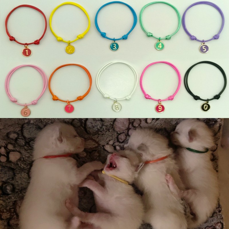 Pet Identification Collar Supplier - Marked with Numbers Rope