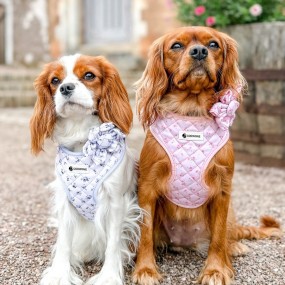 Pet Collar Set Manufacturer - Custom Sublimation Personalised Design