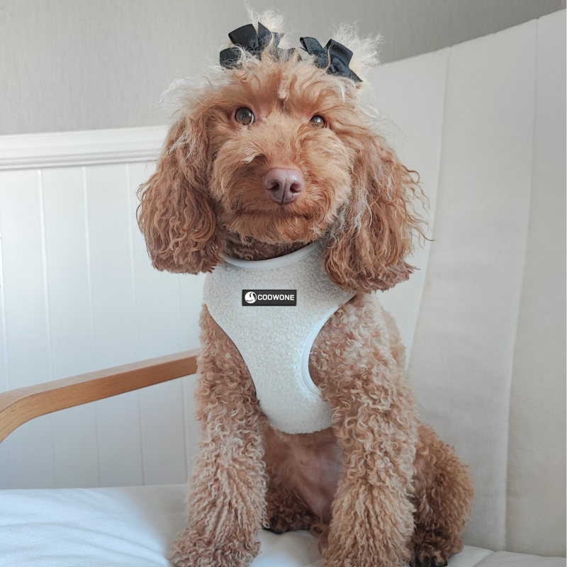Pet Harness Manufacturer - Personalized White Soft Padded Teddy