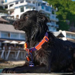 Dog Lead Supplier - Waterproof Odor-resistant with 360° Swivel