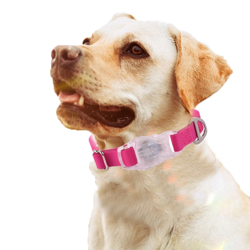 Dog Collar Supplier - Luminous LED Light Up Glow in Dark