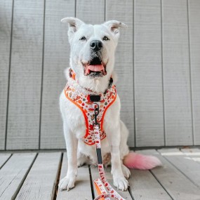 Dog Harness Manufacturer - Adjustable Neoprene No-Pull Floral Print