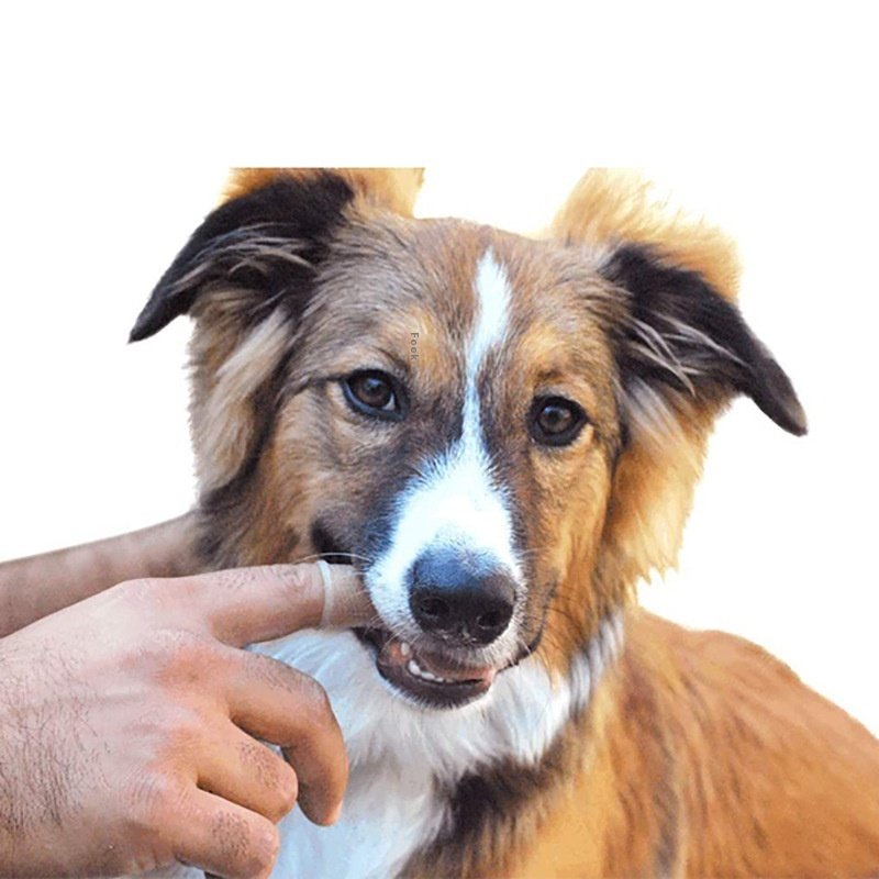 Pet Toothbrush Supplier - Eco-Friendly 360 Finger Cover