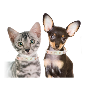 Pet Necklace Manufacturer - Beaded Sweet Style Plastic Small