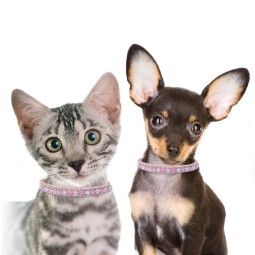 Pet Collar Supplier - Sweet Style Pink Leash Spring Summer