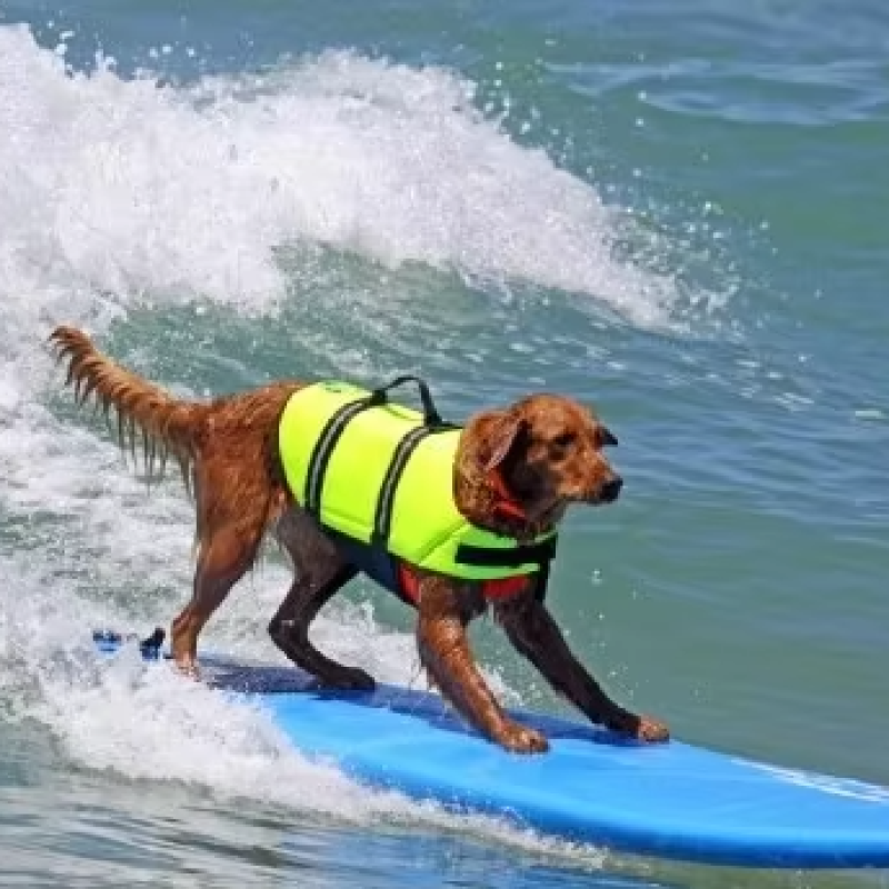 Dog Life Vest Supplier - Durable Reflective Swimming Vest for Small Dogs