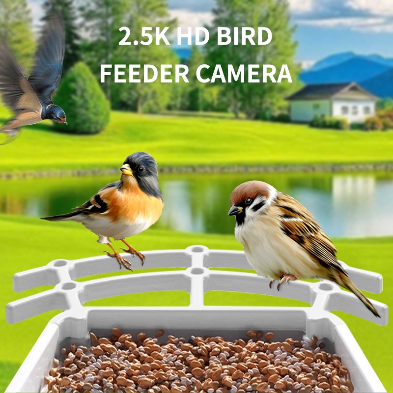 Solar Bird Feeder Factory - New Trend Squirrel Proof AI Recognizes Species