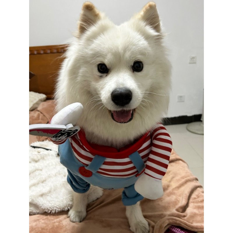 Pet Jacket Factory - Hot Selling Luxury Soft Fleece Comfortable Cotton Winter