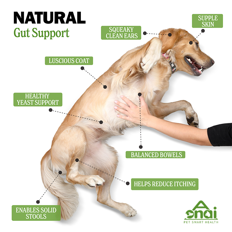 Pet Probiotic Treats Factory - OEM/ODM Natural Soft Chews for Gut Health