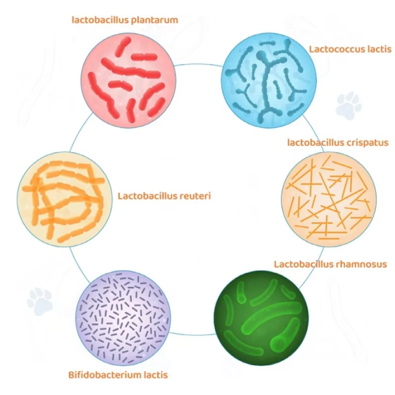 Animal Liquid Vitamin Supplier - 15 in 1 Multivitamin Drops Skin Fur Heart