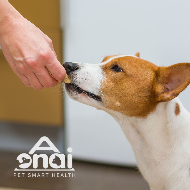 Dog Soft Chews Supplier - OEM/ODM Probiotics Anti Allergy Immune Booster