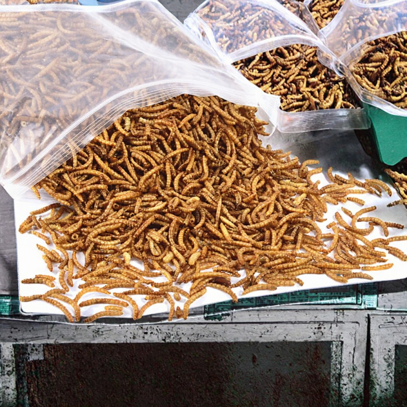 Yellow Mealworms Manufacturer - OEM Natural Bird Food Bulk