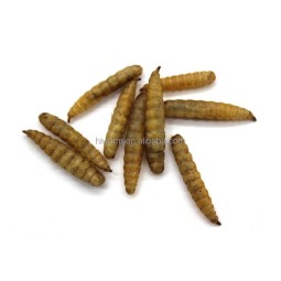 Dried BSF Larvae Manufacturer - Bulk Supply 50kg Natural